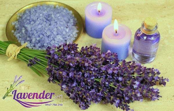 tác dụng của oải hương, tác dụng lavender, hoa oai huong kho, hoa oai huong, hoa lavender, hoa oải hương