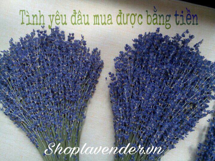 hoa lavender, oai huong
