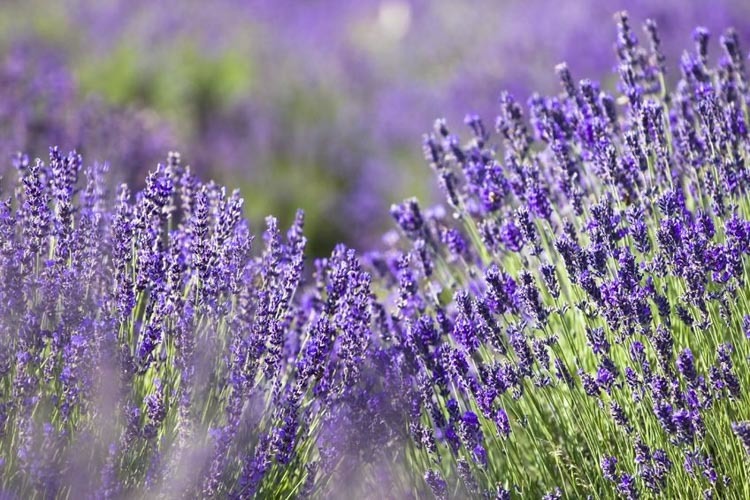 lavender là hoa gì
