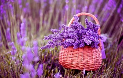 lavender, oải hương, oải hương khô